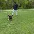 Helga S First Day Off Leash At The Park Doing Well