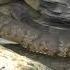 Northwest Arkansas Water Moccasin On Beaver Lake