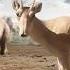 Mongolian Saiga To Be Or Not To Be