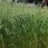 Gomselmash Forage Harvester Working In Punjab Agro In Ludhiana 1800 419 3980