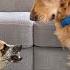 Golden Retriever Meets His Angriest Rescue Yet