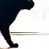 Mr Stealthy Cats 猫 ねこ Subscribe Now For Daily Dose Of Cats Share Comment Like To Buy Him Food
