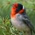 Red Faced Warbler In Arizona By Matthew Studebaker Warbler Birds Birdlovers Wildlife