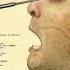 One Hour Of Silence Occasionally Broken Up By Lobotomy Sound Effect