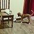 Cat Vs Dog Fight Funny Wildliferescue Cute Pitbull Memes Music Song Youtube Dog