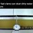 How Fast Clams Can Clean Dirty Water Over 2 Hours