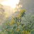 Life On A Small Farm Deep In The Rainforest Magic Sewing Clothes And Building Fences