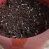 How To Grow Marigold Plant From Seed Marigold Marigoldgarden