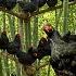 Close Up Of Catching Chickens On Tree Tops To Sell To Traders Diep Farm Life Catching