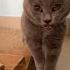 Funny Cat Purring Cat Funny Kitty Pet Funnyvideos