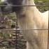 Goat Scream Origine Meme HD