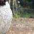 MP3 Suara Burung Kutilang Gacor MengGaruda Paling Top Buat Masteran Kutilang Dan Pikat 0088