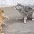 коты дерутся Shorts