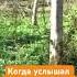 Частушки от косолапого рыба форель форелеваярыбалка рыбалка Fishing медведь лес дичь