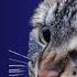 Cat Sounds To Scare Mice Away Rats Will Go Away Cat Sound Effect