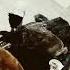 котики ням ням Cat Kittan Catlover Colonelkkjϟ Kitten Cute Kitton