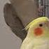 Cockatiel Wolf Whistle