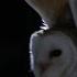 The Silent Flight Of An Owl Natural World Super Powered Owls Preview BBC