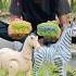 Animals Remote Control Zebra And Hours Unboxing