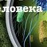 Биология 5 класс Пасечник аудио Параграф 11 Роль бактерий в природе и жизни человека