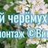 Белый цвет черёмухи моя песня Song Music песня природныепейзажи