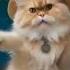 오토바이 춤 Funny Cat Dance Petlover Catlover Petdance Cats Funny Animals Cute Kitty Kitten