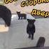 Эти забавные медвежата