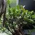 A Ginseng Ficus To A Bonsai The Bonsai Zone June 2025