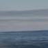 Blue Whale National Geographic