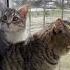 Cat веселыекоты марсик тимоша