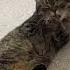 Short Haired Vs Long Haired Cat Grooming Shorts Cat Funny
