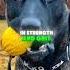 Pitbull Vs Belgian Malinois Who Will Take The Crown In This Epic Showdown