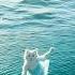 Farad Cat Life Story Short Video