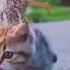 Pyari Cat Billi Mausi Pusi