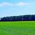 Beautiful Dawn Chorus Birdsong Nature Sounds For Relaxation Sleep Birdsong