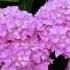 HYDRANGEAS TOMASO ALBINONI ADAGIO FROM CONCERTO FOR ORGAN AND STRINGS IN G MINOR