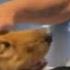 Dog S First Day Out Of Shelter Is Heartmelting