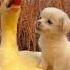 Friendship Puppy And Duck A Beautiful Moment 422 Shorts