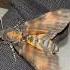 How To Know When A Moths Going To Fly Away Moths Deathshead Hawkmoth