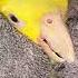 I Love Trimming Super Long Parrot Claws Parrotnailtrim Rescueparrot Petbirds