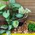 3 Plants Arrangement Idea Syngoniumplant Marblequeen Pothosplant Fittonia Driftwood Minigarden