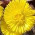 Let S Learn About Coltsfoot Tussilago Farfara Materia Medica