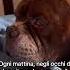 Semplicemente Buongiorno Dal Vostro Ice Rubacuori Americanbully Vip Superstar Pitbull
