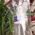 Spray Bottle Unboxing Gebi Sprayer Bigbasket Plastic Bottle Spray Shorts