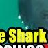 Why Is This Great White Shark Shaking Like This Monthly Wrap Up