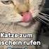 Katze Zum Kuscheln Rufen Sound CatInfo Catsofyoutube Katze Cat