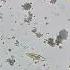 Life In A Waterdrop Leben Im Wassertropfen Paramecium Ciliates Diatomes Spirostomum Science 24