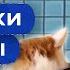 На коленях перед котами папы воспитывают животных Хата на тата ЛУЧШИЕ ВЫПУСКИ