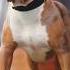 Most Dangerous Dogs In The World Shorts Viralshorts Pitbull Dogowner
