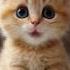 Cat Kitty Cute Singing Apt Viralvideo Viralshorts Rose Brunomars
